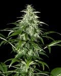 Kalashnikova Auto Feminised Seeds-gh-kalash-AUTO-fem