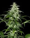 Kalashnikova Auto Feminised Seeds-gh-kalash-AUTO-fem