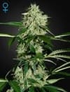 Northern Lights Auto Feminisiert Samen-gh-nl-AUTO-fem