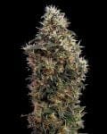 Sweet Mango Auto Feminized Seeds-gh-sweet-mango-AUTO-fem