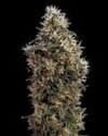 Sweet Mango Auto Feminized Seeds-gh-sweet-mango-AUTO-fem