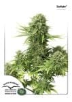 StarRyder Auto Feminised Seeds-dp-starryder-auto