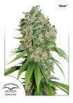 Outlaw Amnesia Feminizada Semillas-dp-outlaw-fem