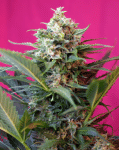 Big Devil XL Auto Feminised Seeds-SS-BDXLA-Fem