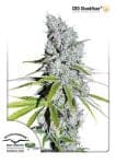 Skunk Haze CBD Feminized Seeds-dp-cbdskunkhaze-fem