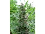 Panama Feminised Seeds-ACEPANFEM