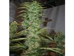 Orient Express Regular Seeds-ACEOEREGU