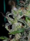 Zamaldelica Regular Seeds-ACEZAREGU