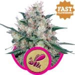 Honey Cream Fast Feminised Seeds-RQS-RCA-Fem