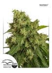Xtreme Auto Feminised Seeds-dp-autoxtreme