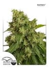 Xtreme Auto Feminised Seeds-dp-autoxtreme