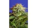 Green Poison F1 Fast Feminised Seeds-SS-GP-FAST-Fem