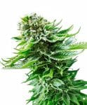 Northern Lights Auto Feminised Seeds-SEN-NL-AUTO