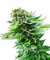 Northern Lights Auto Feminised Seeds-SEN-NL-AUTO