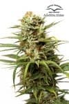 White Widow Auto Feminised Seeds-DP-AutoWhite-Widow