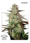 Blue Mazar Auto Feminised Seeds-dp-blue-automazar