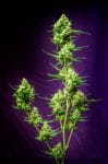 Nurse Jackie Regular Seeds-TGA-NJ