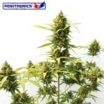 Critical Express Autoflowering Feminised Seeds-PS-critical-express-Auto-Fem