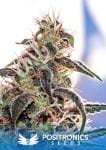 Claustrum Feminised Seeds-PS-Claustrum-Fem