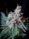 Cream Caramel F1 Fast Feminised Seeds-SS-CC-FAST-Fem