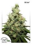 Kush CBD Feminized Seeds-dp-cbdkush-fem