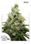 Kush CBD феминизирани семена-dp-cbdkush-fem