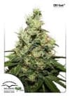Kush CBD Feminized Seeds-dp-cbdkush-fem