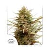 ComPassion CBD Feminized Seeds-dp-ComPassion-fem