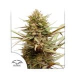 ComPassion CBD Feminizowane Nasiona-dp-ComPassion-fem