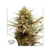 ComPassion CBD Feminized Seeds-dp-ComPassion-fem
