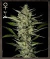 Flowerbomb Kush Feminised Seeds-SH-FLKU