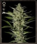 Flowerbomb Kush Feminised Seeds-SH-FLKU