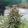 Baby Boom Auto Feminised Seeds-kb-babybloom-auto-fem