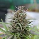 Baby Boom Auto Feminised Seeds-kb-babybloom-auto-fem