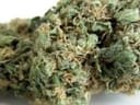 Original Skunk #1 Regelmäßig Saatgut-SMAN-ORSK-REG