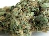 Original Skunk #1 Regelmäßig Saatgut-SMAN-ORSK-REG