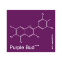 Purple Bud Regelmäßig Saatgut-SMAN-PRPB-REG