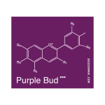 Purple Bud Regular Semillas-SMAN-PRPB-REG