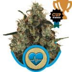 Medical Mass CBD Feminiseret Frø-RQS-MDMS-CBD-FEM
