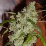 Fruity M Mas BCN Feminised Seeds-BLIM-FMM