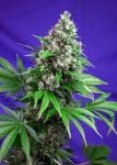 Killer Kush F1 Fast Feminised Seeds-SS-KLK-FAST-Fem
