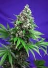 Killer Kush F1 Fast Feminised Seeds-SS-KLK-FAST-Fem