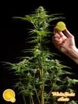 White Yoda Auto Feminised Seeds-PHIL-WHTYD-Fem-Auto