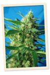 NYC Diesel Auto (formerly Ice Cool Auto) Feminised Seeds-SS-IC-Auto-Fem