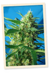 NYC Diesel Auto (formerly Ice Cool Auto) Feminised Seeds-SS-IC-Auto-Fem