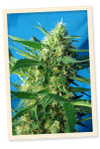 NYC Diesel Auto (formerly Ice Cool Auto) Feminised Seeds-SS-IC-Auto-Fem