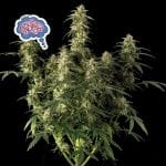Amnesia Auto Feminised Seeds-auto-amnesia