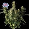 Amnesia Auto Feminisiert Samen-auto-amnesia