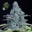 Jack Herer Feminized Seeds-jack-herer-fem