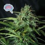 Amnesia редовен семена-SMAN-AMNS-REG